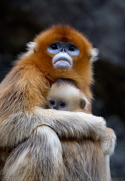 Golden snub-nosed monkey